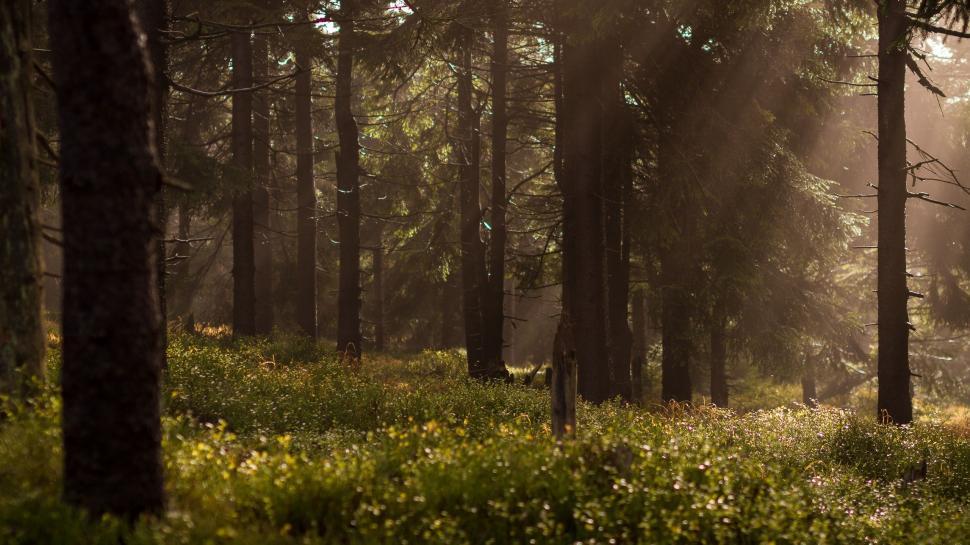 Lush Forest Ecosystem